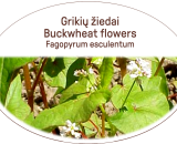 Buckwheat flowers Lot. Fagopyrum esculentum