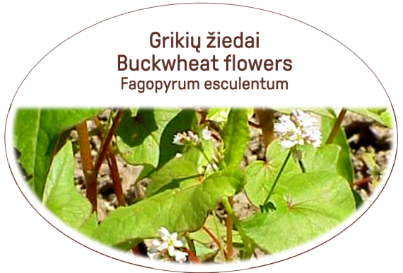 Buckwheat flowers Lot. Fagopyrum esculentum