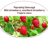 wild strawberry