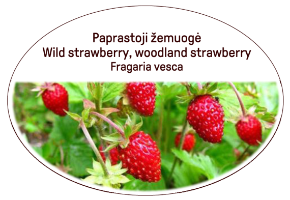 wild strawberry