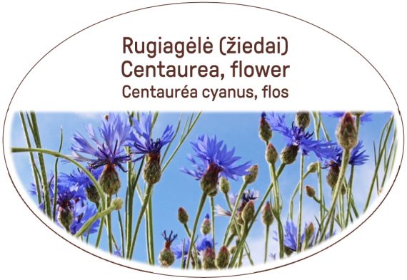 Centaurea, flower / Centaurea cyanus, flos