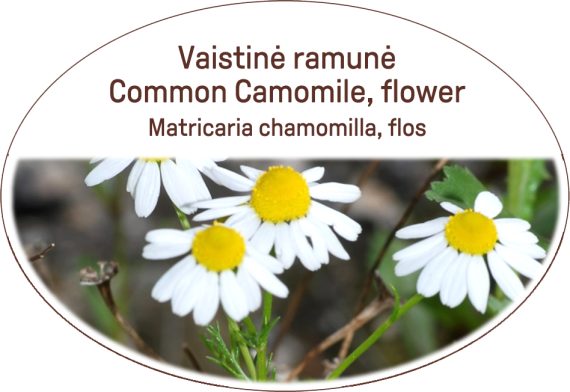 Common Camomile, flower / Matricaria chamomilla, flos