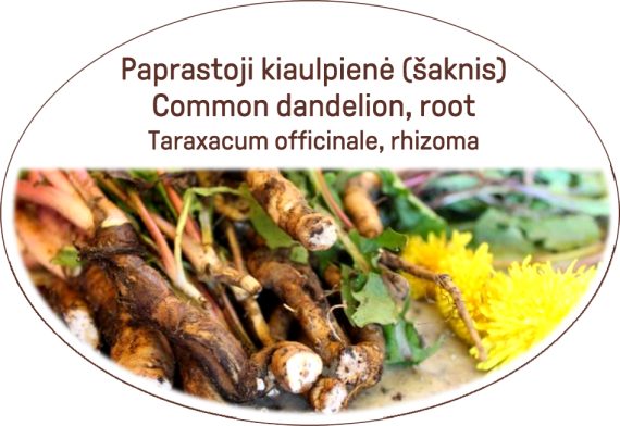 Common dandelion, root / Taraxacum officinale, rhizoma