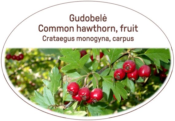 Common hawthorn, fruit / Crataegus monogyna, carpus