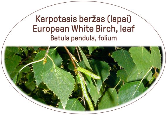 European White Birch, leaf / Betula pendula, folium