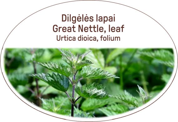 Great nettle, leaf / Urtica dioica, folium