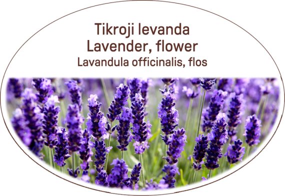 Lavender, flower / Lavandula officinalis, flos