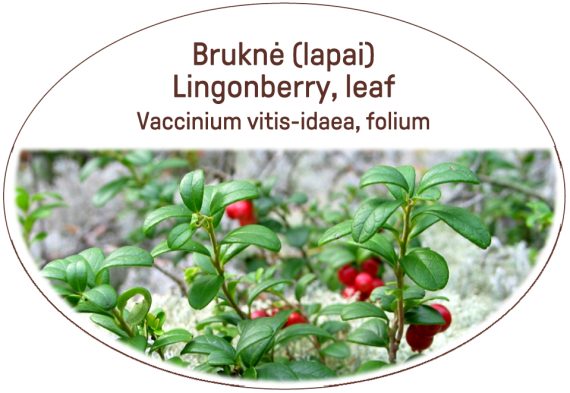 Lingonberry, leaf / Vaccinium vitis-idaea, folium