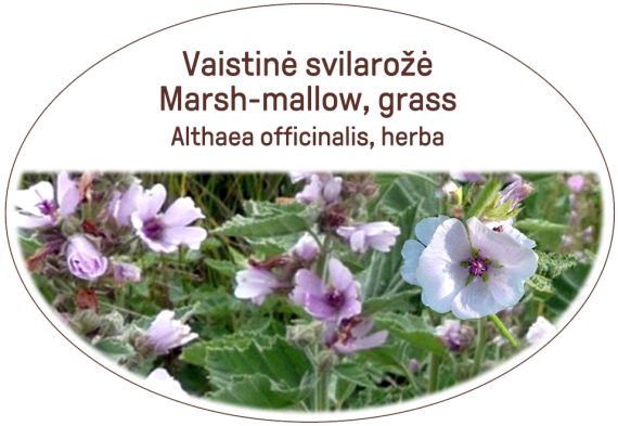 Marsh-mallow, grass / Althaea officinalis, herba