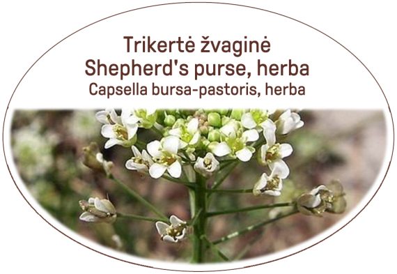 Shepherd's purse, herba / Capsella bursa-pastoris, herba