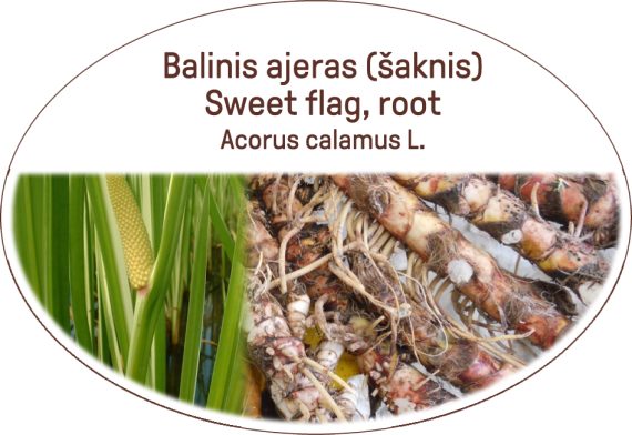 Sweet flag, root / Acorus calamus L.