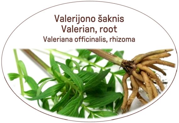 Valerian, root / Valeriana officinalis, rhizoma