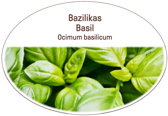 Basil, Ocimum basilicum