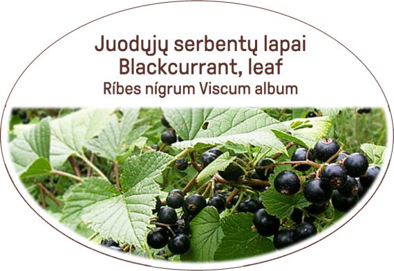 Blackcurrant, leaf / Ribes nigrum Viscum album