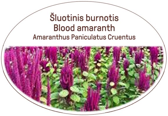 Blood amaranth, Amaranthus Paniculatus Cruentus