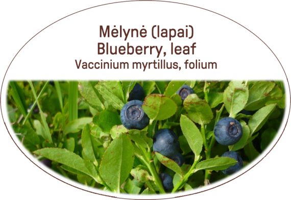 Blueberry, leaf, Vaccinium myrtillus, folium