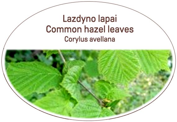 Common hazel leaves, Corylus avellana