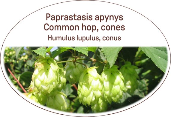 Common hop, cones / Humulus lupulus, conus