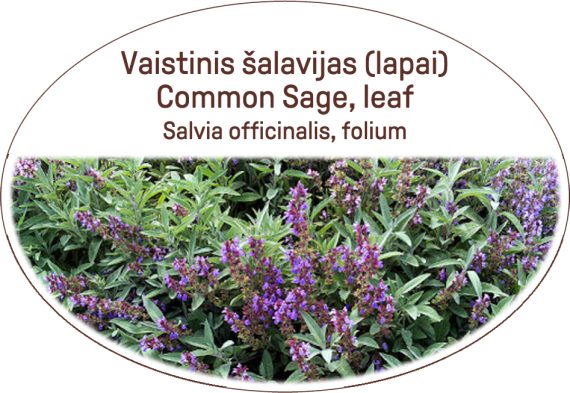 Common sage, leaf, tea Salvia officinalis, folium