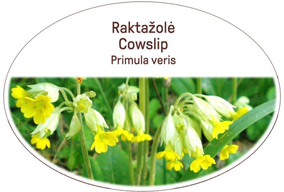 Cowslip, Primula veris