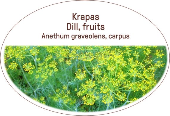 Dill, fruits / Anethum graveolens, carpus