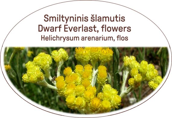 Dwarf Everlast, flowers, Helichrysum arenarium, flos