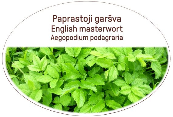 English masterwort, Aegopodium podagraria