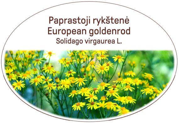 European goldenrod, Solidago virgaurea L.