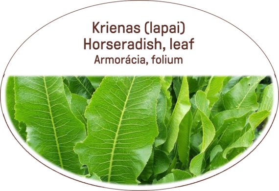 Horseradish, leaf / Armoracia, folium