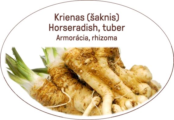 Horseradish, tuber / Armoracia, rhizoma