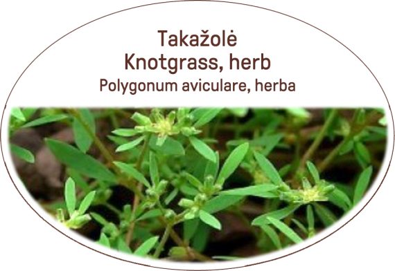 Knotgrass, herb / Polygonum aviculare, herba