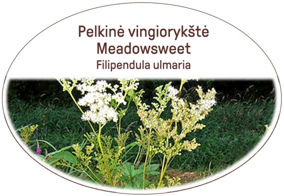 Meadowsweet, Filipendula ulmaria