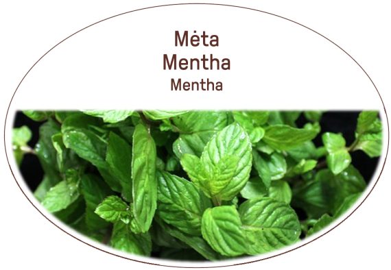 Mint, Mentha