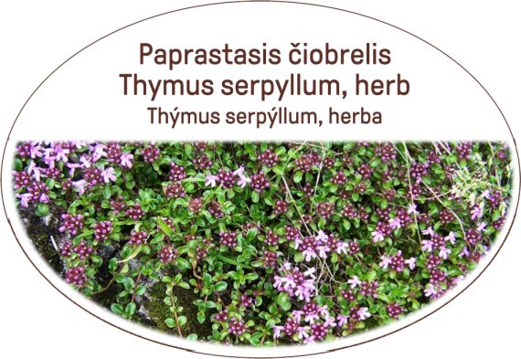 Thymus serpyllum, herb, tea Thymus serpyllum, herba