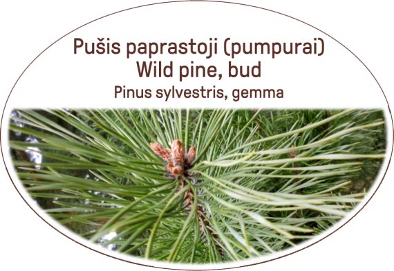 Wild pine, bud / Pinus sylvestris, gemma