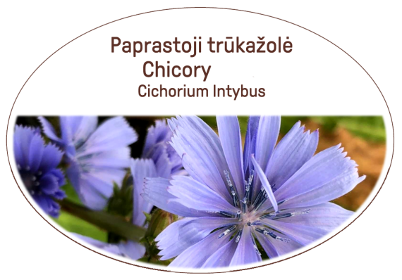 Chicory Tea / Lot. Cichorium intybus