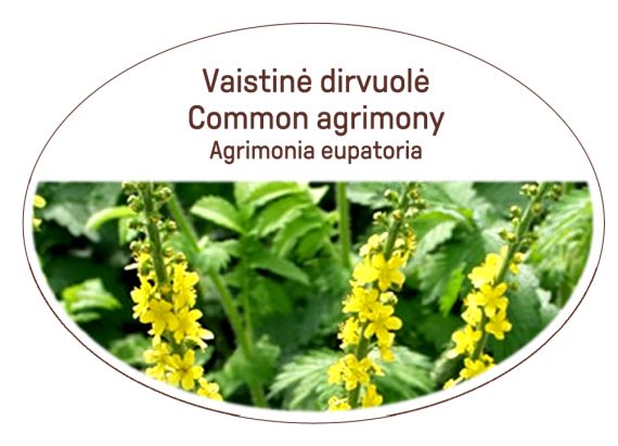 Common agrimony, Agrimonia eupatoria