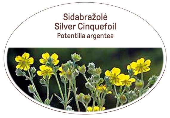 Silver Cinquefoil, Potentilla argentea